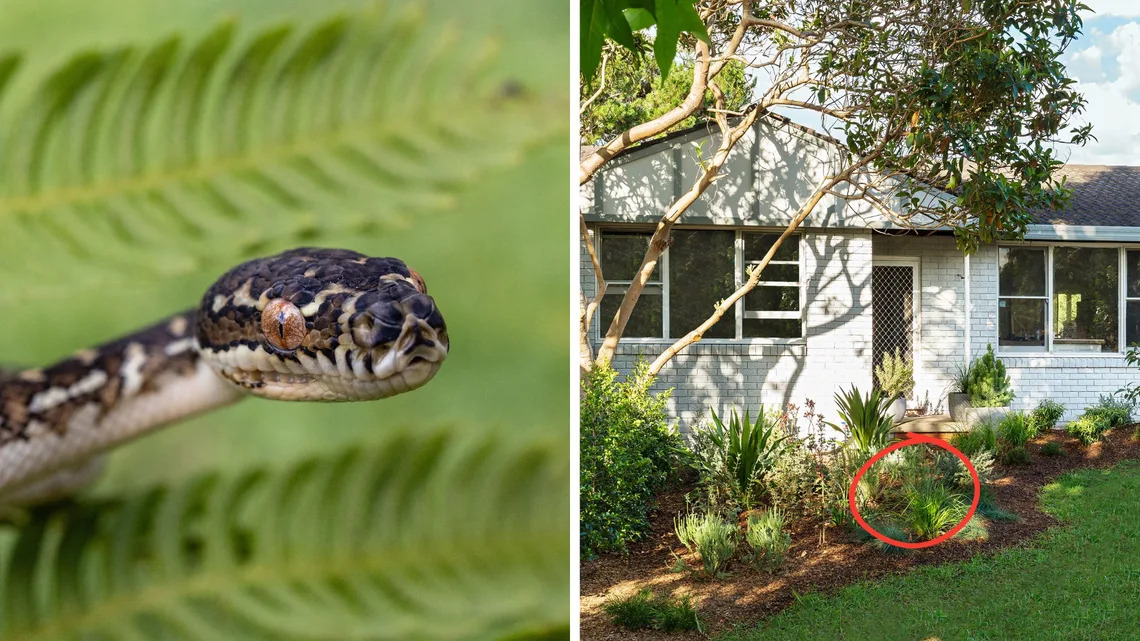 Một số loại cây có thể thu hút rắn tới nhà (Ảnh: Better Homes and Gardens)