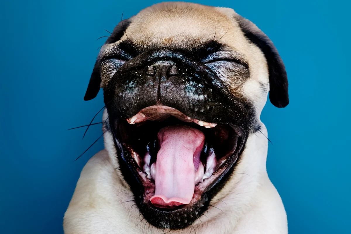 Shih tzu, pug e bulldogs: por que essas raças têm mais risco de dermatites