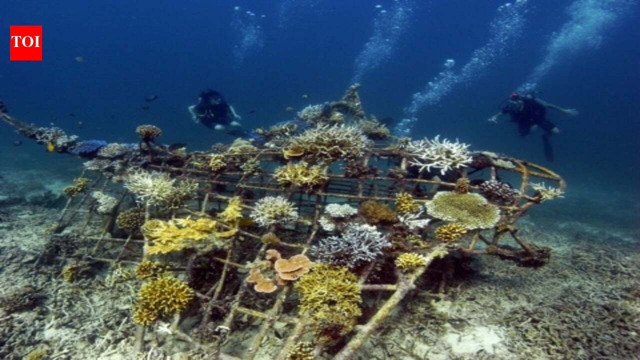 Em 2000, uma aldeia indonésia construiu estruturas de recifes a partir de bicicletas descartadas e sucata metálica; o coral cultivado com o método Biorock crescia três a cinco vezes mais rápido.