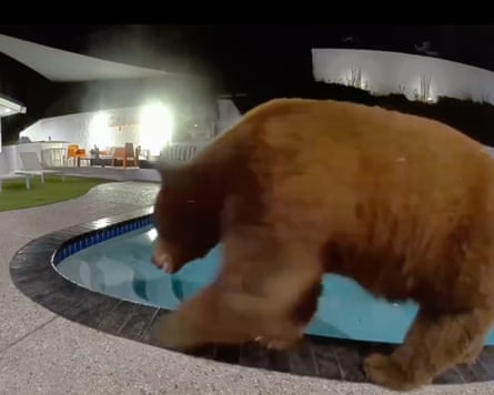 A bear waking by a pool.