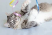 Conheça o museu que convida visitantes a explorar o mundo como um gato