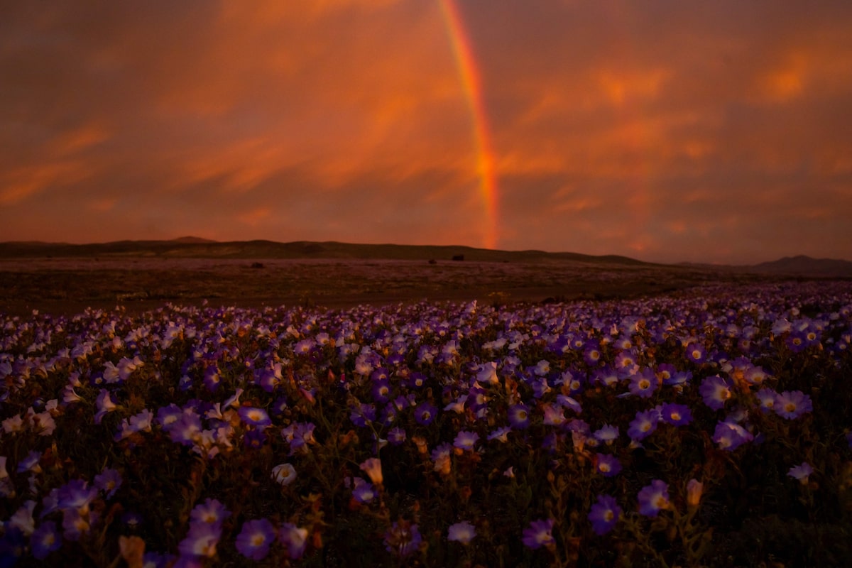 Deserto colorido: Atacama floresce após volume de chuva inédito provocado pelo El Niño; veja fotos