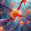 Cientistas cultivam tecido cerebral humano em camundongos para investigar demência e autismo