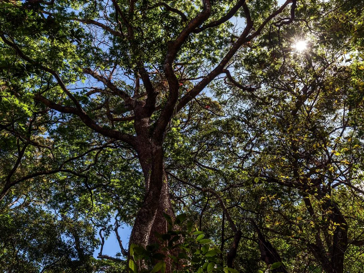 Assacu: árvore amazônica possui frutos “explosivos” e produz “leite” tóxico