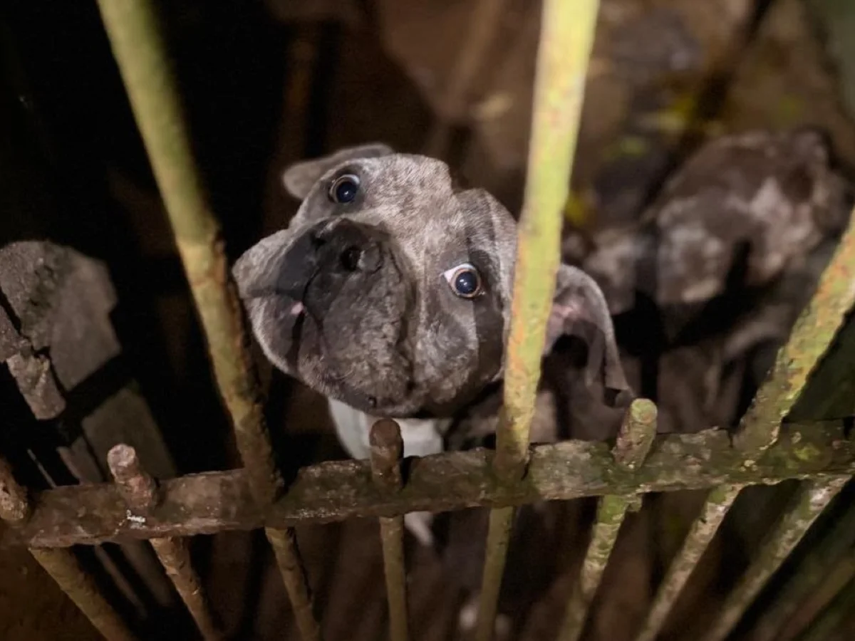 BH obriga condenados por maus-tratos a pagar despesas com animais
