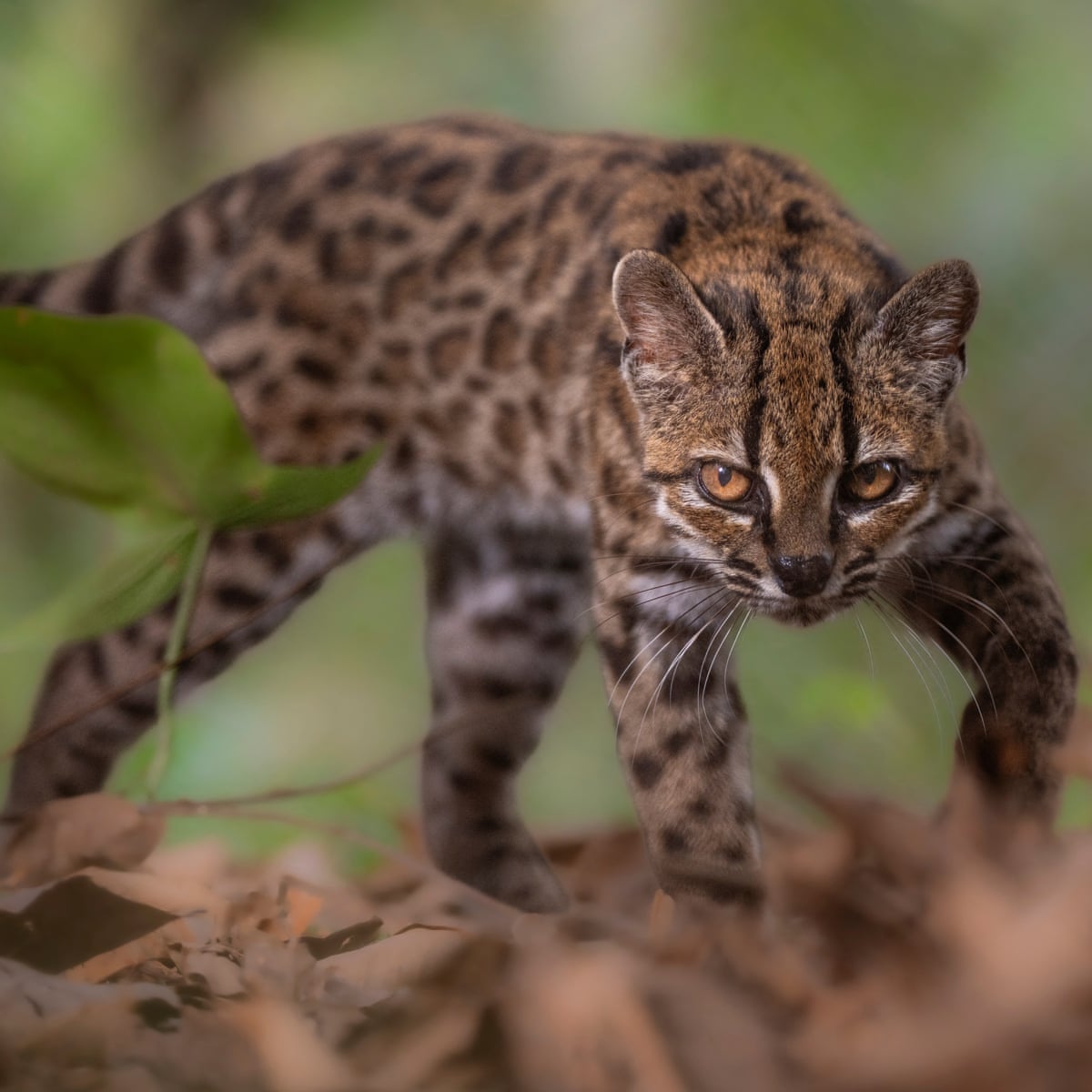 Semana na vida selvagem: um pequeno felino-tigre, ursos no quintal e umaouriça-do-mar rosa fruncida