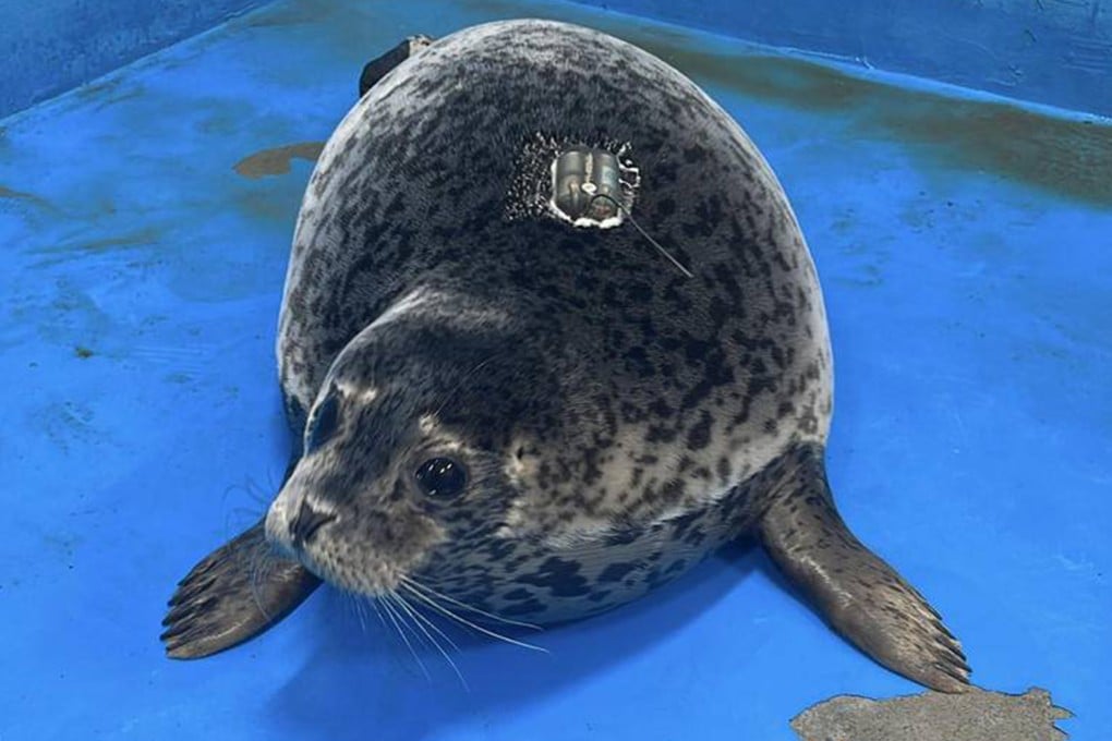 A young seal named Nana has touched hearts online in China after swimming 200km back to an island habitat in Liaoning post-training because she missed humans. Photo: Ind.com.cn
