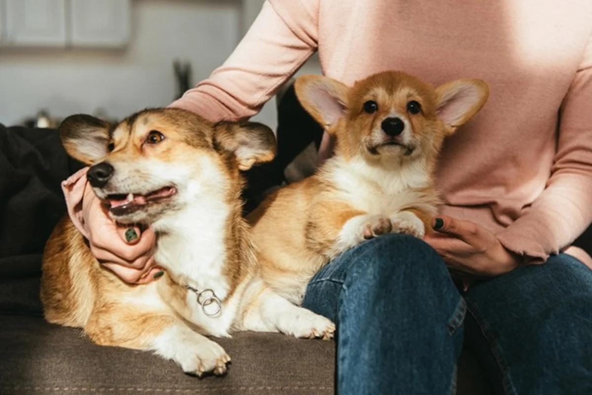Cérebro de cães tem habilidade ligada à fala semelhante à dos humanos