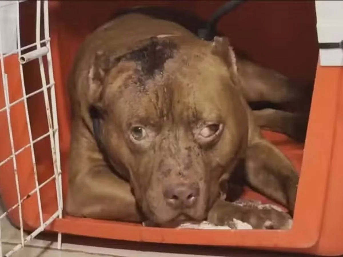 Menina de 3 anos morre após ser atacada por pit-bull na zona oeste do Rio