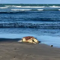 Alertan riesgos para especies en peligro de extinción por perforación petrolera en Golfo de México