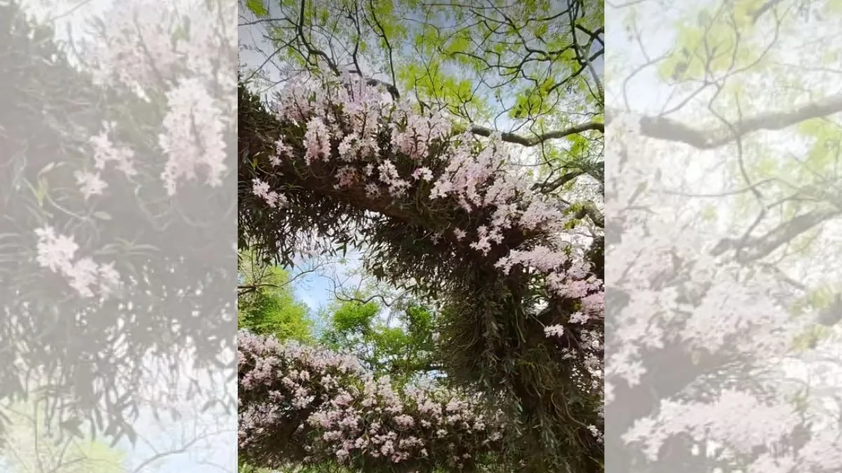 Idoso impressiona moradores ao cultivar orquídeas em árvores de rodovia