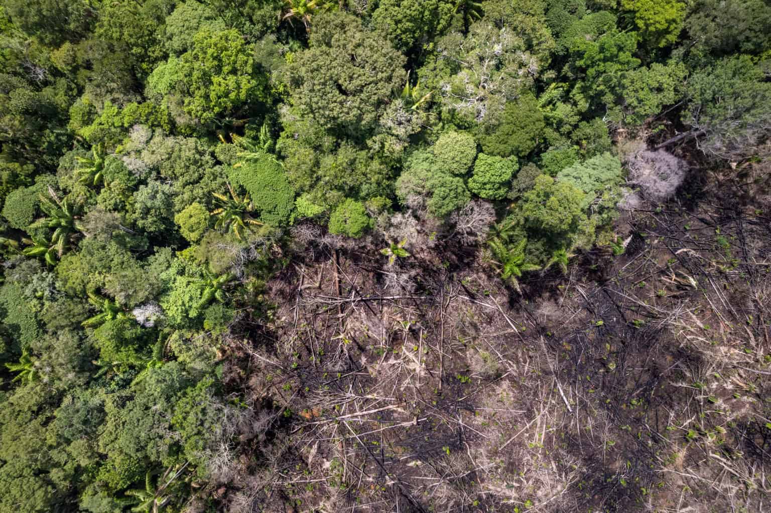 Eventos climáticos extremos no centro da Amazônia preocupam cientistas