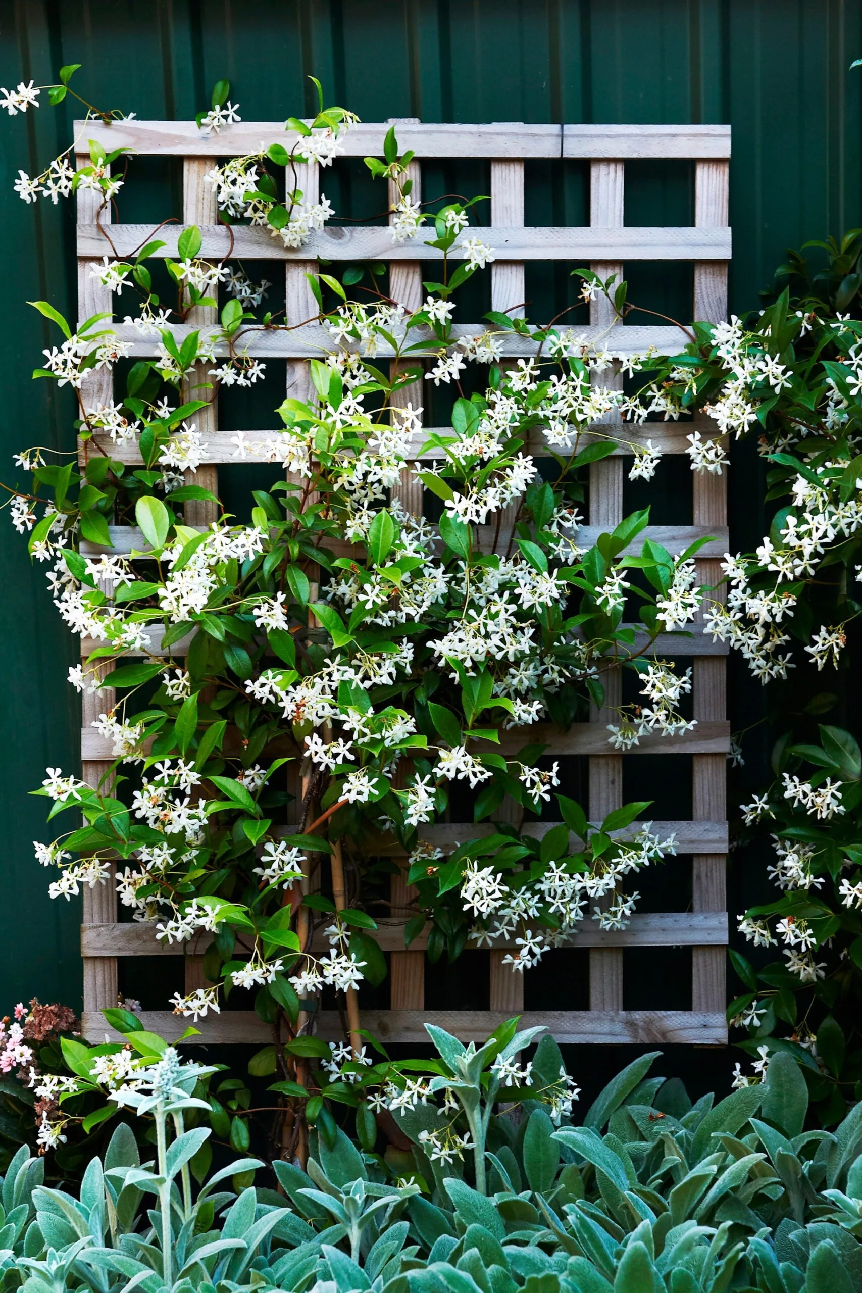 Hoa nhài sao là một loại cây dây leo (Ảnh: Better Homes and Gardens)