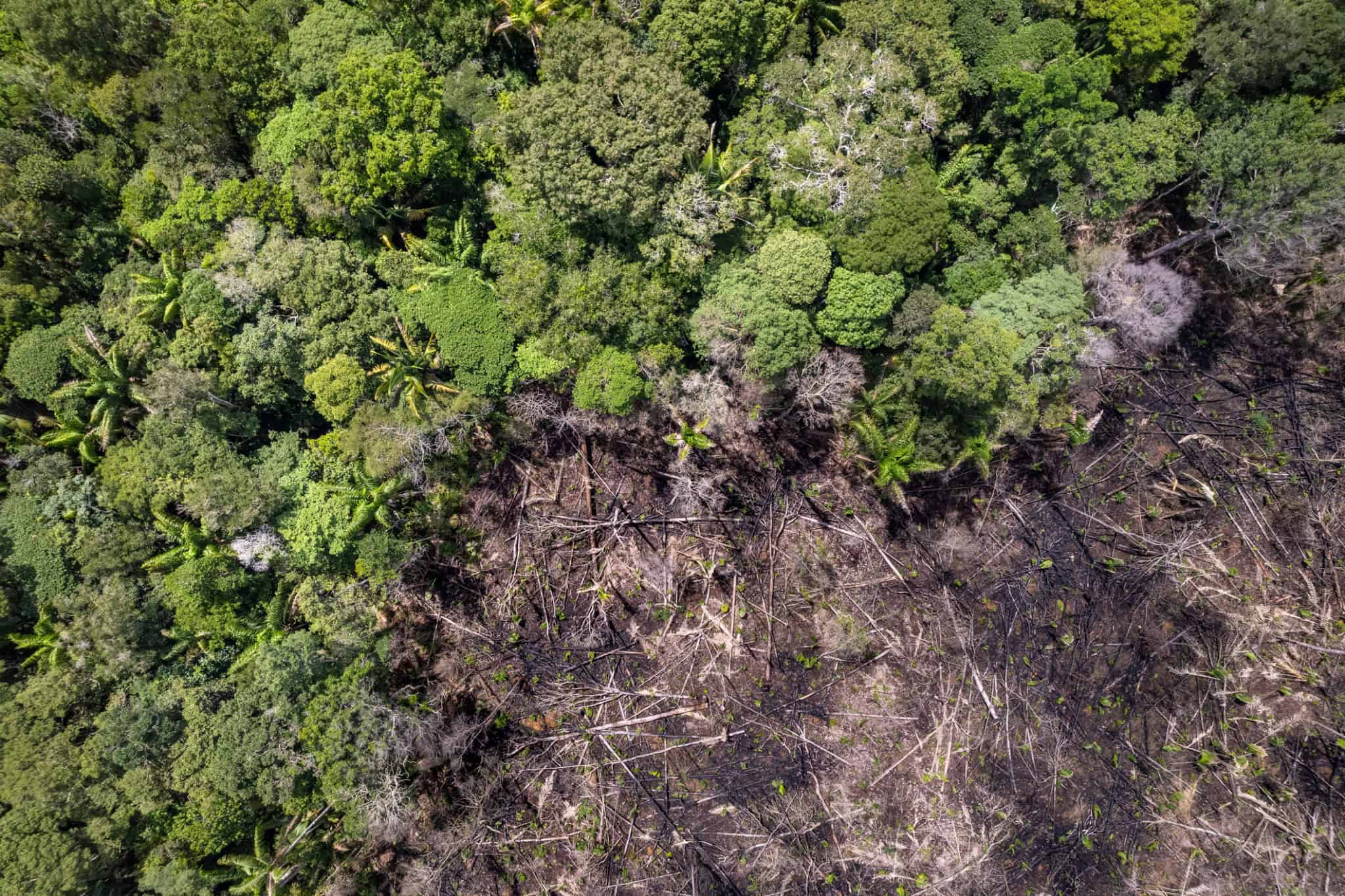 Imagem da matéria: Eventos climáticos extremos no centro da Amazônia preocupam cientistas
