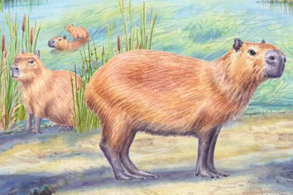 Fóssil de capivara desafia ideia de que Atacama sempre foi um deserto seco