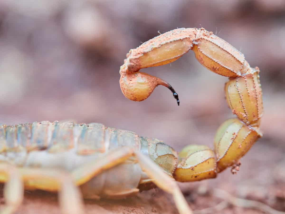 Imagem da matéria: Escorpiões aparecem mais no calor e podem entrar em apartamentos; veja como evitar o risco em casa