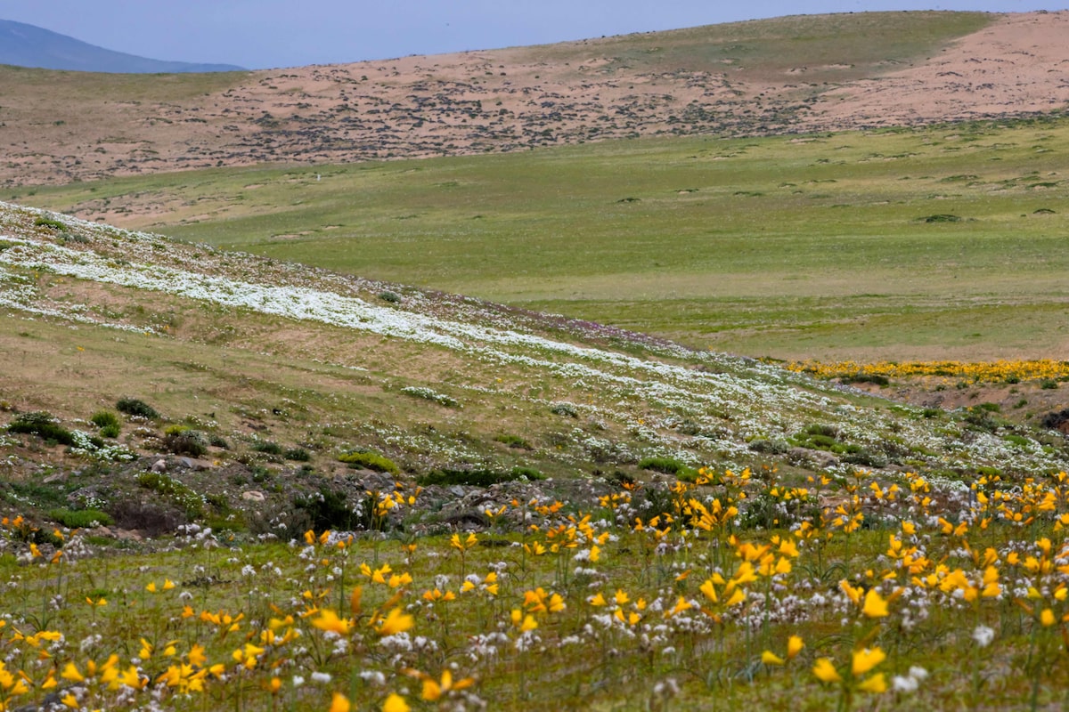 Deserto colorido: Atacama floresce após volume de chuva inédito provocado pelo El Niño; veja fotos