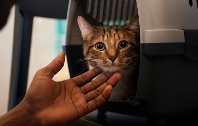 Viajar com gatos é possível: preparação e cuidados garantem mais segurança