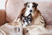 Maus-tratos a cães e gatos na Espanha pode render multa de até R$ 1 milhão