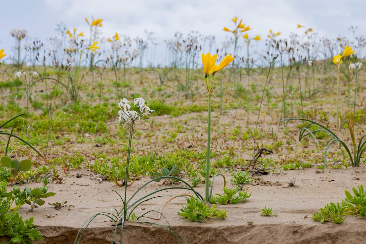 Deserto colorido: Atacama floresce após volume de chuva inédito provocado pelo El Niño; veja fotos