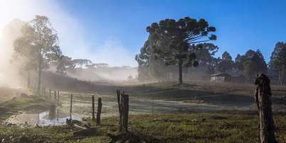 Arauc&aacute;ria em paisagem rural de inverno em Pinh&atilde;o (PR); El Ni&ntilde;o deve intensificar a atua&ccedil;&atilde;o de massas de ar frio no Sul do pa&iacute;s durante a primavera Foto: Getty Images / BBC News Brasil