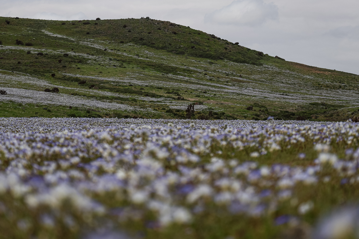 Deserto ganha "tapete de flores" após chuvas intensas causadas pelo El Niño