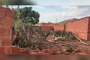 Diversas árvores caíram durante o temporal