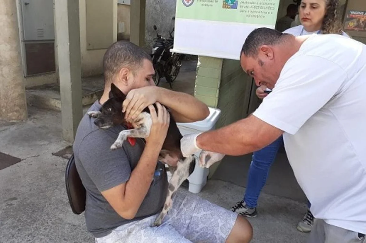 vacinação cães e gatos PBH