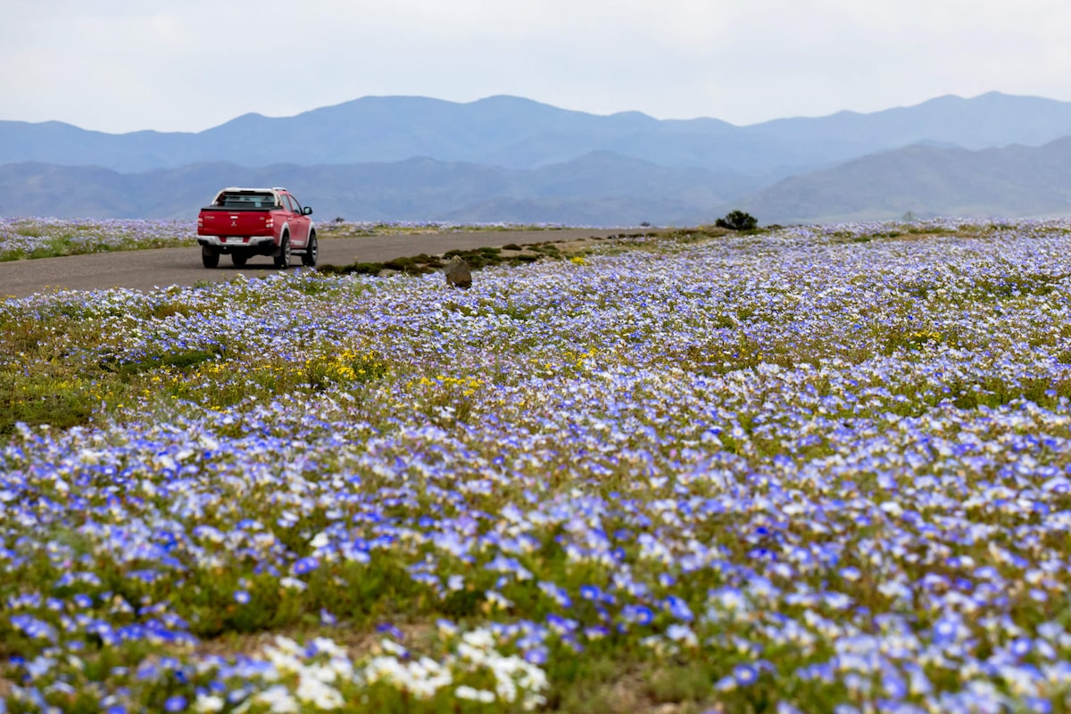 Deserto colorido: Atacama floresce após volume de chuva inédito provocado pelo El Niño; veja fotos