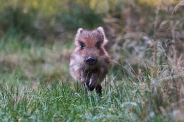 A wild boar piglet runs in a meadow in a forest of the Taunus region near Frankfurt, Germany