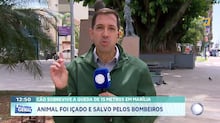 Cachorro de quase 60 quilos ‘desiste’ de trilha e socorristas precisam carregá-lo por 6 km