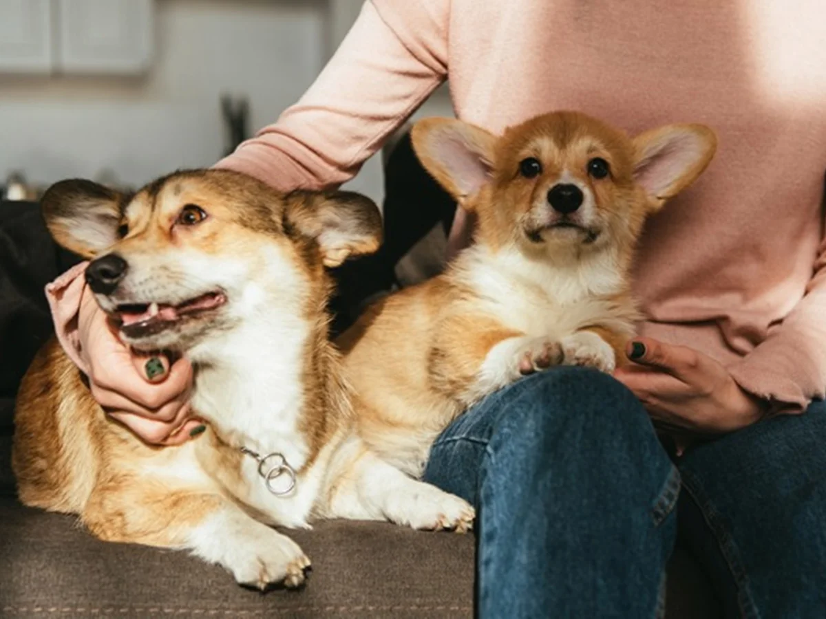 Cérebro de cães tem habilidade ligada à fala semelhante à dos humanos