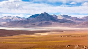 Dente de capivara encontrado no Atacama revela um passado muito mais quente e úmido no Deserto do Atacama