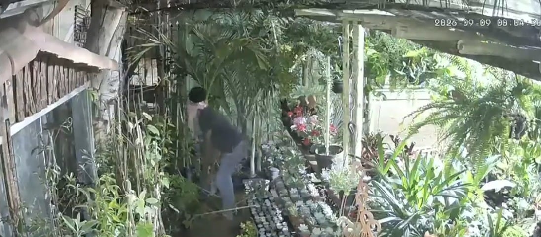 Floricultura é invadida oito vezes em um ano e comerciantes apontam mesmo suspeito em MG