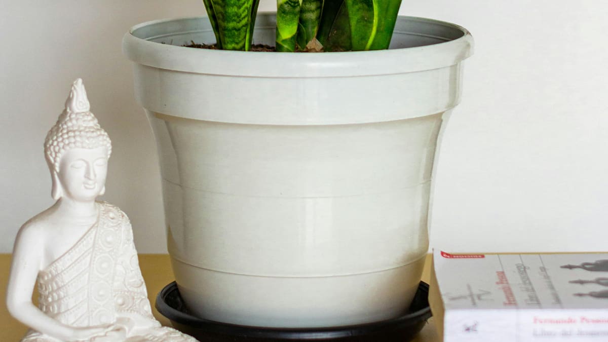 La lengua de suegra no necesita un riego constante, sino periódico quincenal