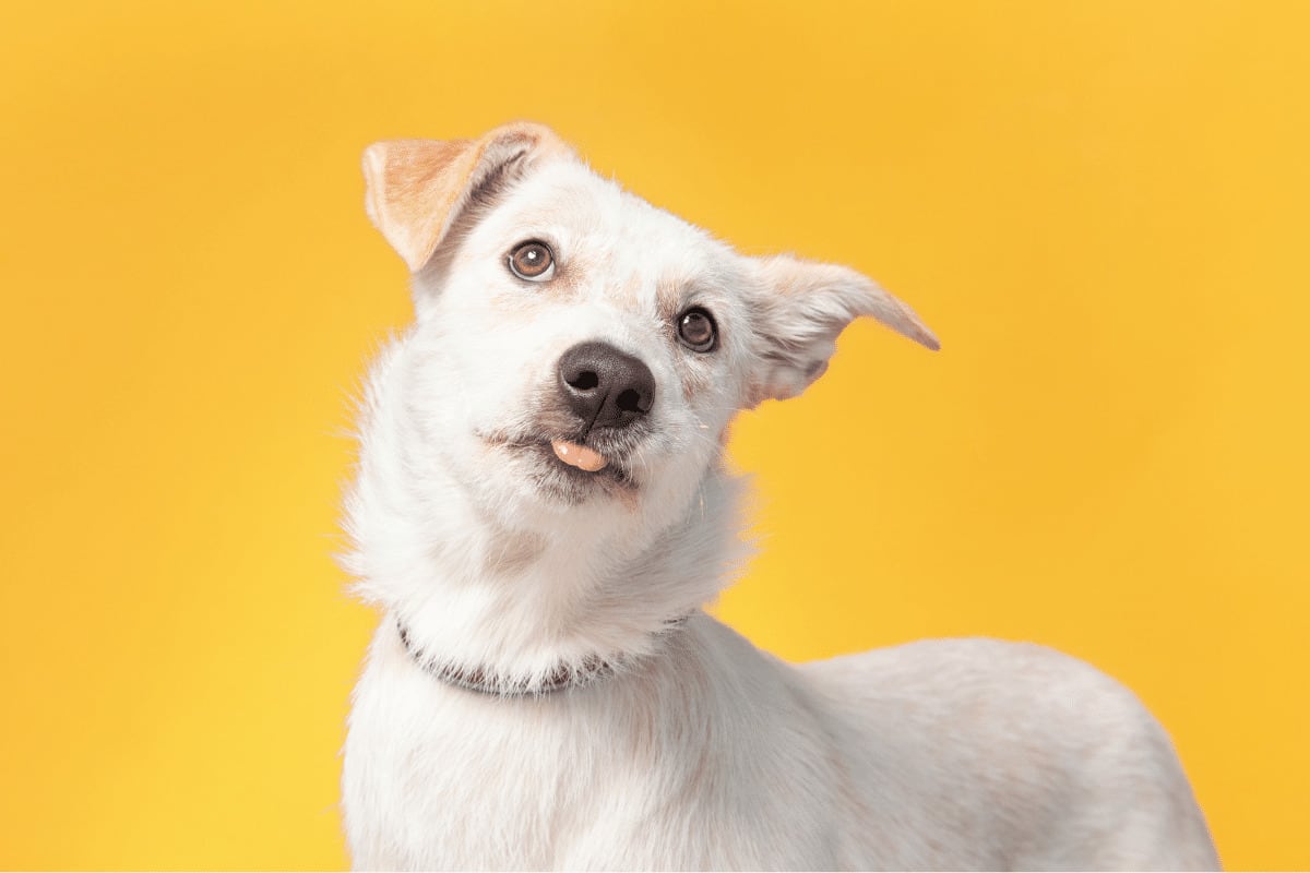 Fã de Rick e Morty? O seu cachorro merece um nome inspirado nos personagens da animação