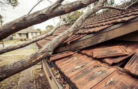« Je pensais qu’il devait les couper lui-même » : pourquoi les branches du voisin qui passent au-dessus de votre toit ne tombent pas toujours à sa charge