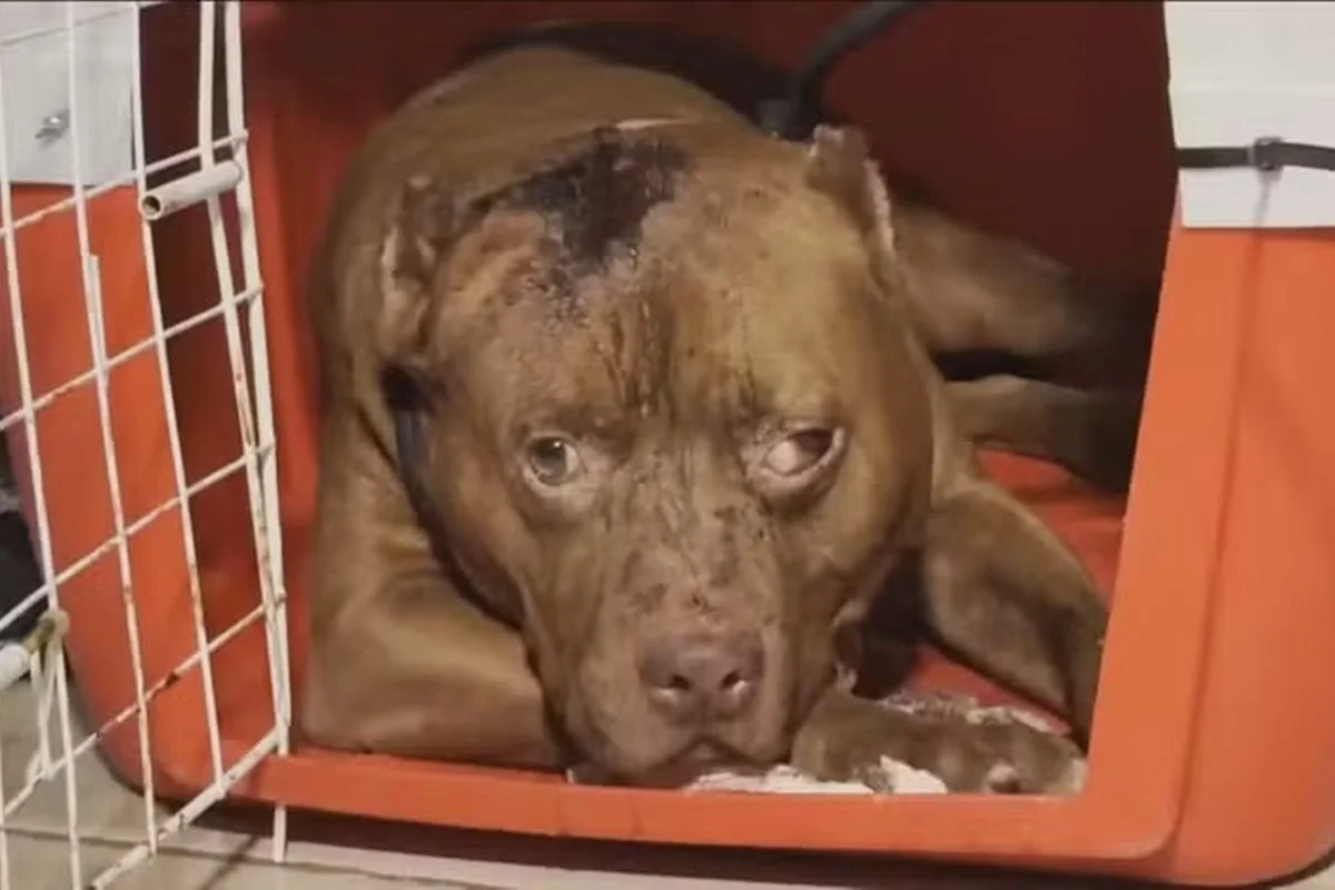 Menina de 3 anos morre após ser atacada por pit-bull na zona oeste do Rio
