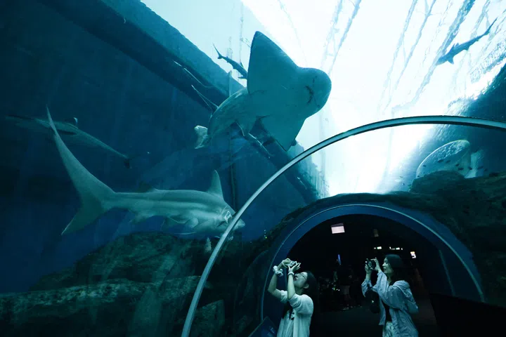 Rare bowmouth guitarfish recorded in Singapore waters after 30-year absence