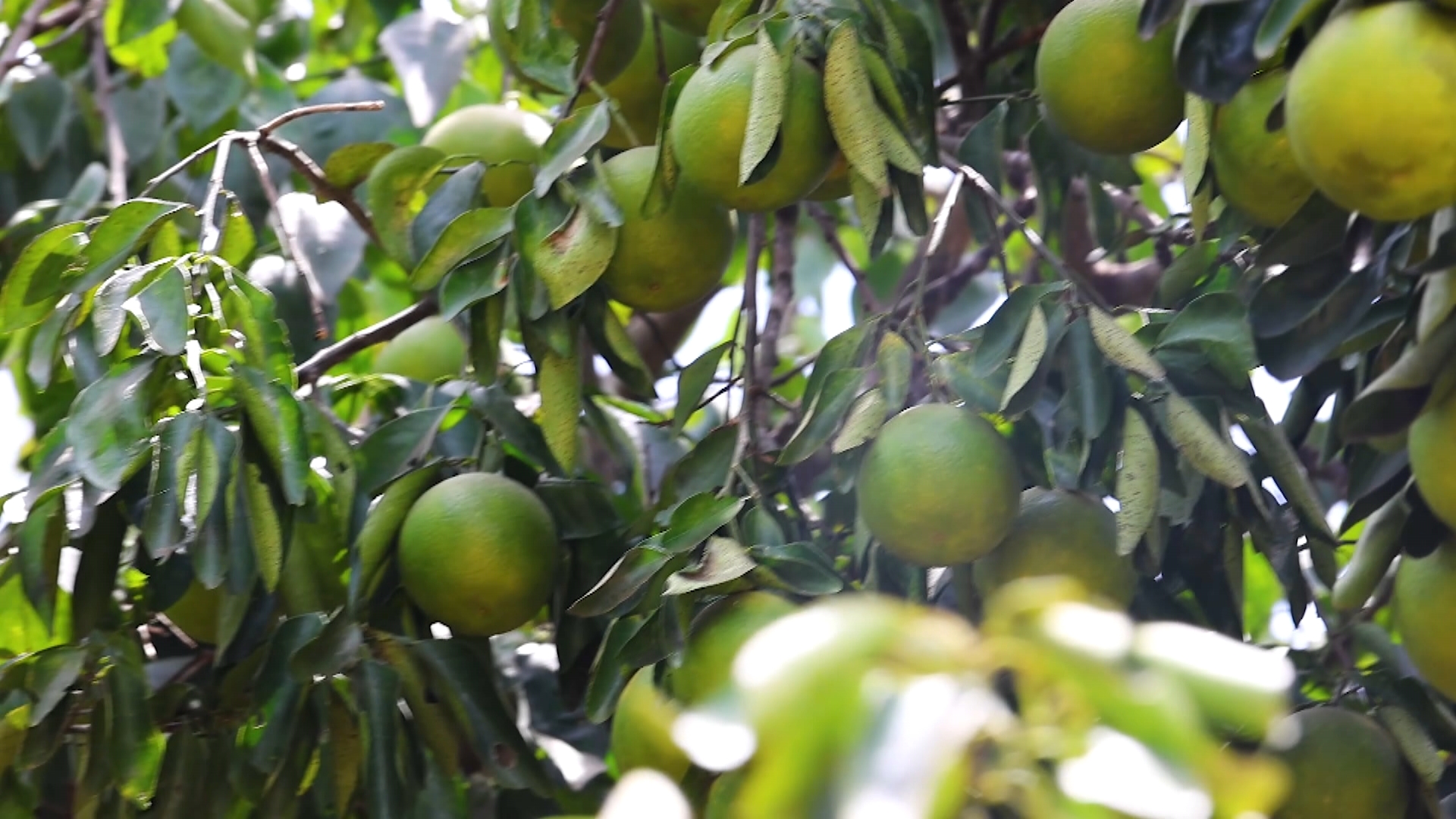 Comunidade aposta no cultivo sustentável da laranja; árvores demoram até dez anos para dar frutos