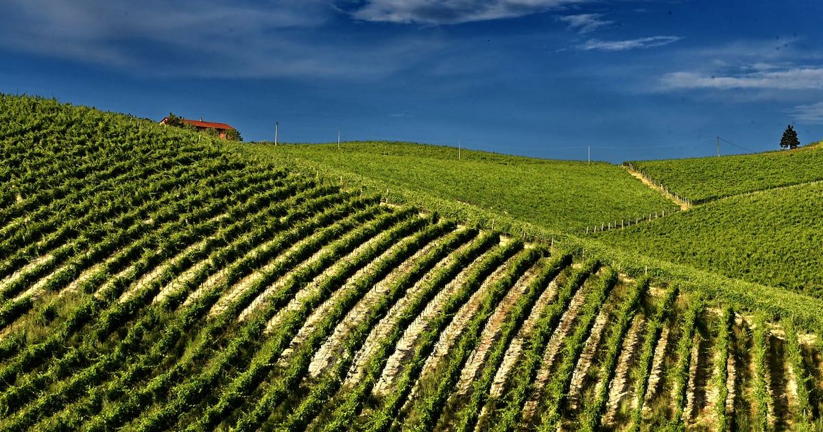Barbera celebra boa safra, mas acende alerta sobre o futuro do vinho italiano