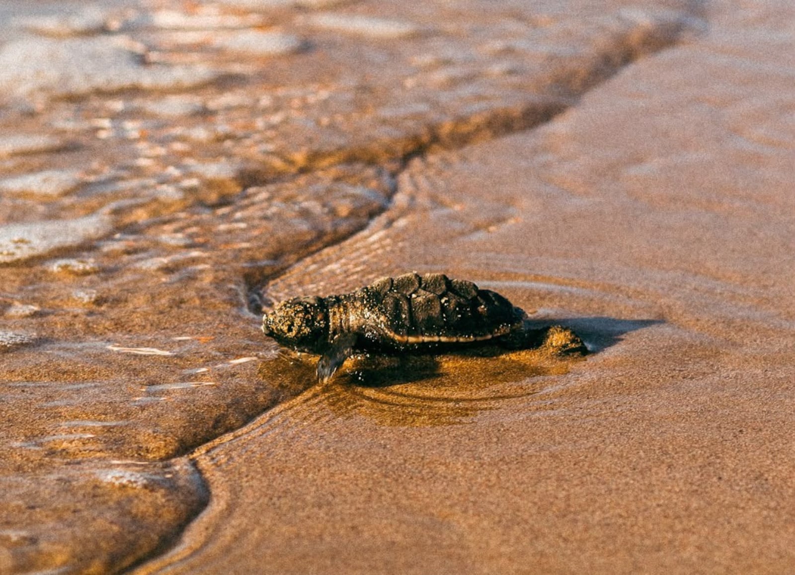 Imagem da matéria: Estudantes da rede pública participam de desafio para proteger tartarugas-marinhas