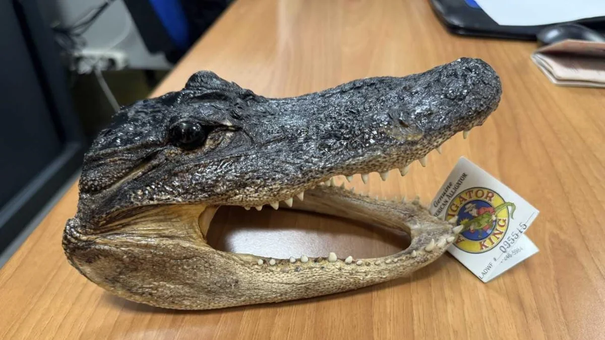 Polícia italiana apreende cabeça de crocodilo em bagagem de passageiro