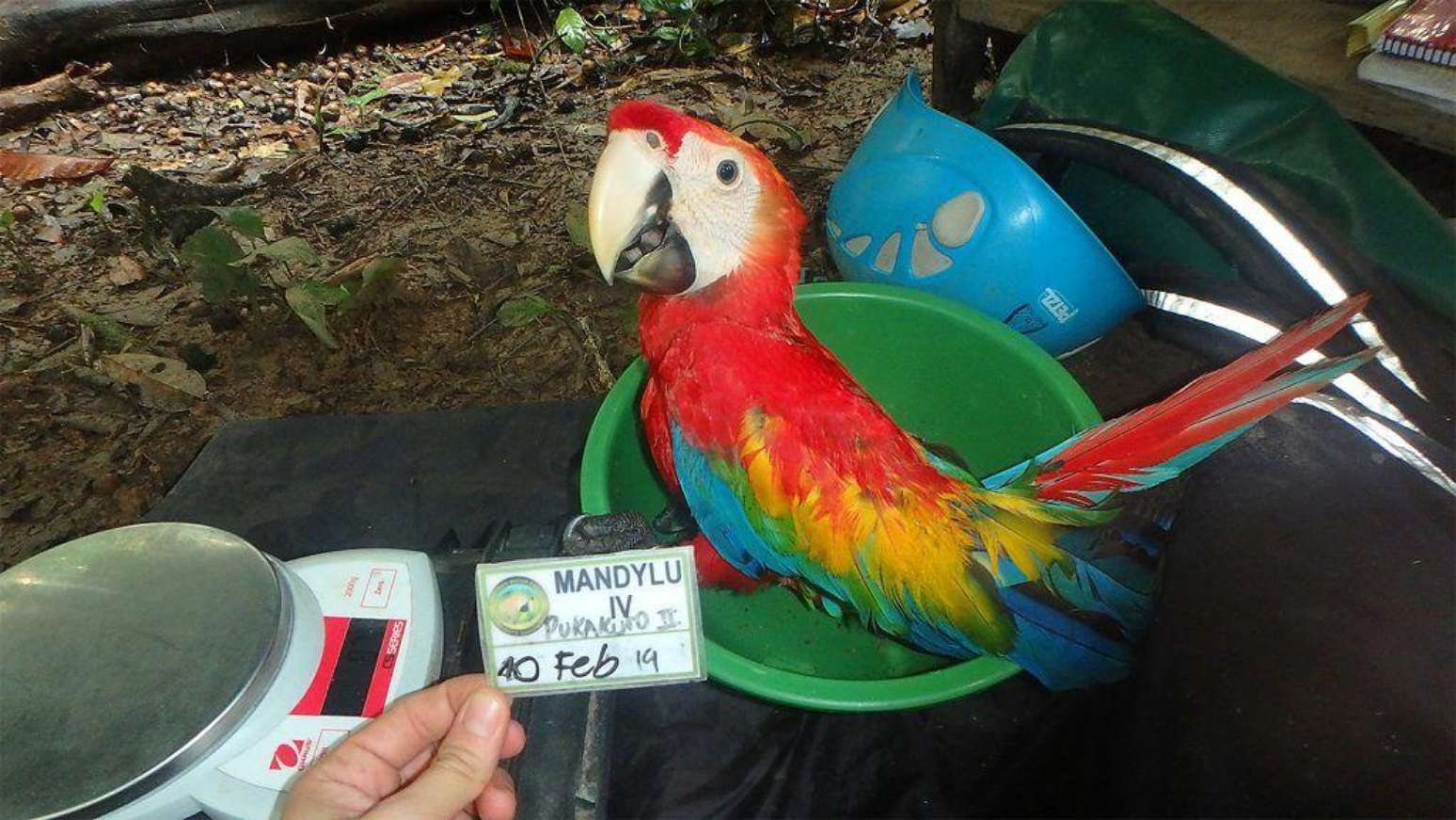 Parker, com 75 dias, est&aacute; pronto para sair do ninho