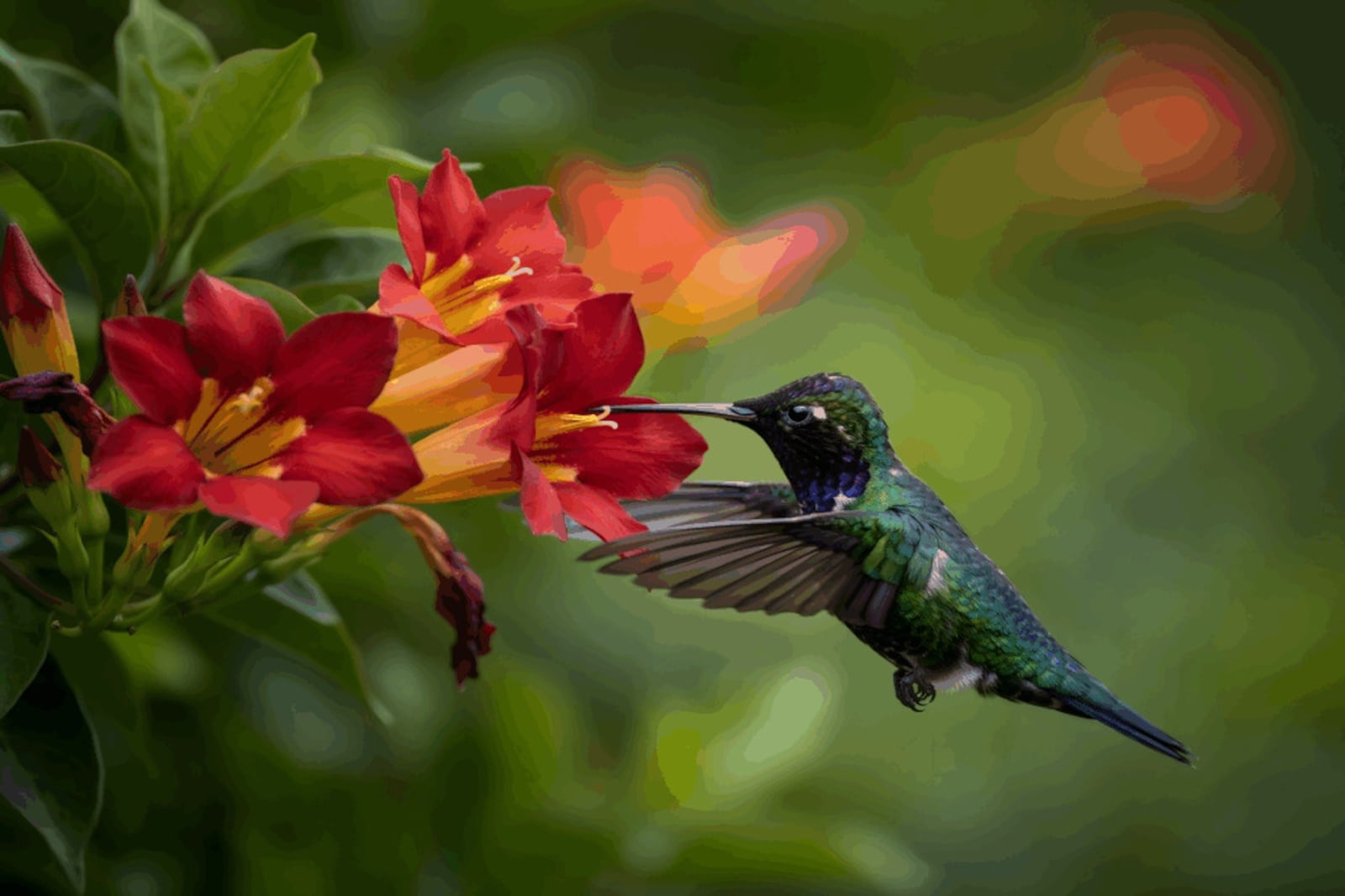 Embora o néctar da flor forneça a maior parte da energia do beija-flor, essa ave também se alimenta de pequenos insetos e aranhas Imagem: nature4348 | Shutterstock