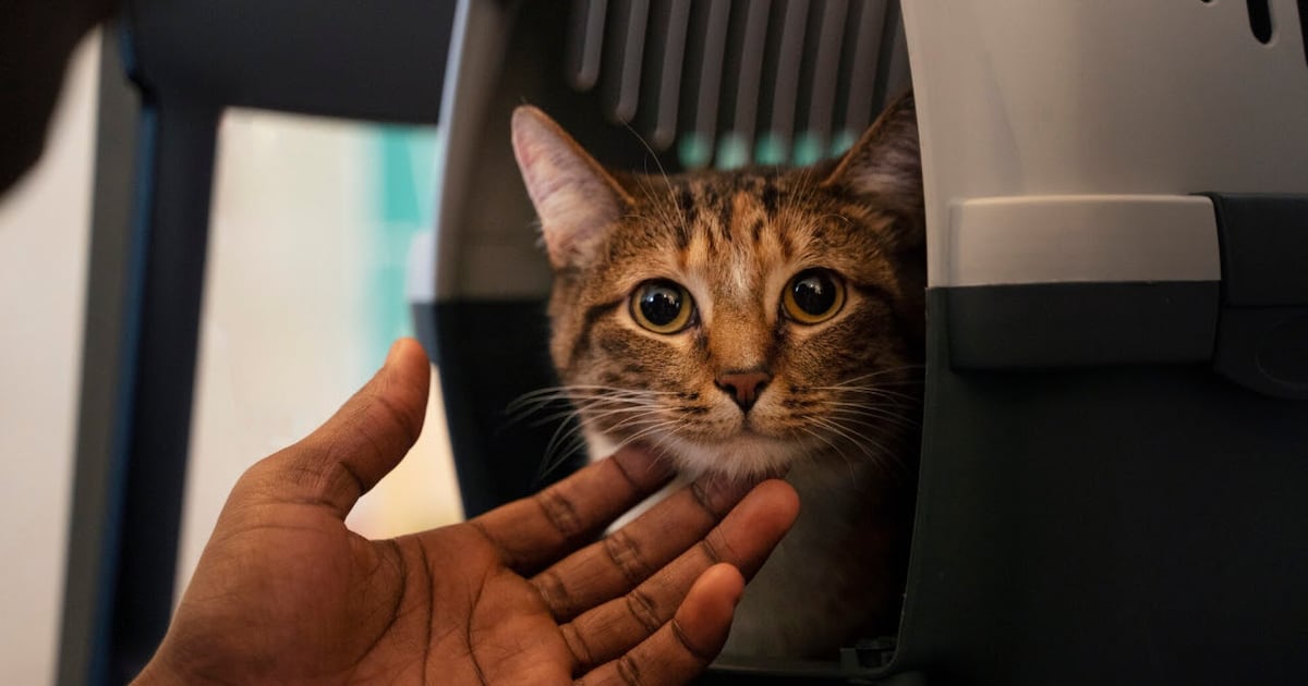 Viajar com gatos é possível: preparação e cuidados garantem mais segurança