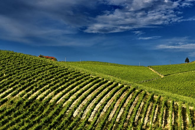 Barbera celebra boa safra, mas acende alerta sobre o futuro do vinho italiano
