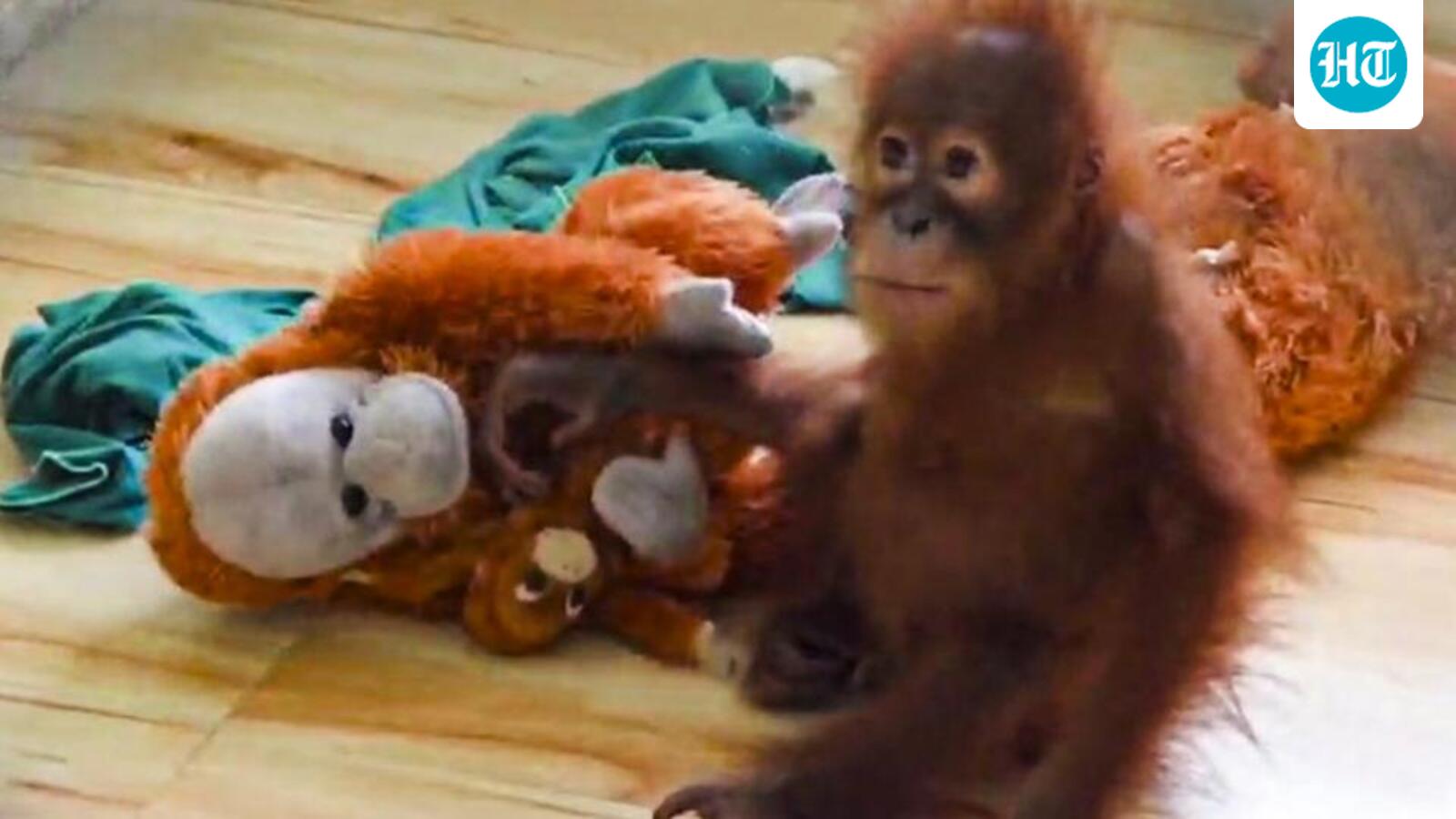 Bebê orangotango resgatado adoecem no zoológico Nandankanan, em Odisha, autoridades em alerta