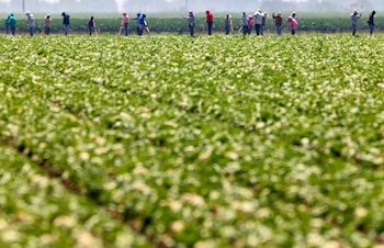 Asociaciones de agricultores y empresas fumigadoras rechazaron la reforma normativa con el argumento de que un criterio uniforme ignora la diversidad agrícola del estado (REUTERS/Fred Greaves)