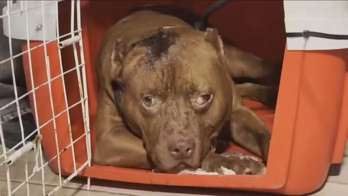 imagem colorida pitbull ataca e mata criança de 3 anos rj